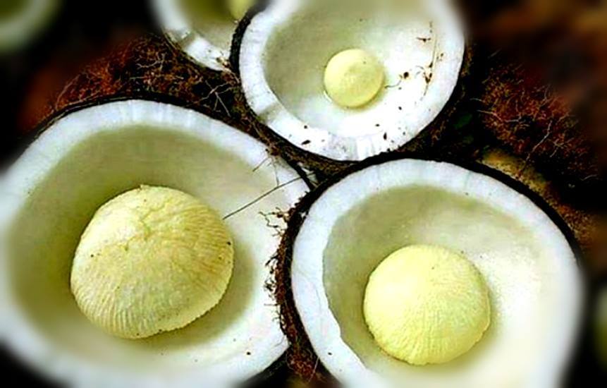 Surprising benefits of the Coconut Embryo —